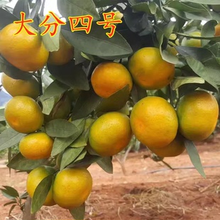 嫁接桔子苗特早熟蜜桔大分四号柑橘树苗盆地栽南北方种植当年结果