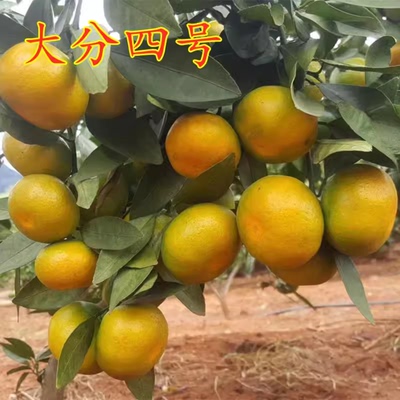 嫁接桔子苗特早熟蜜大分四号