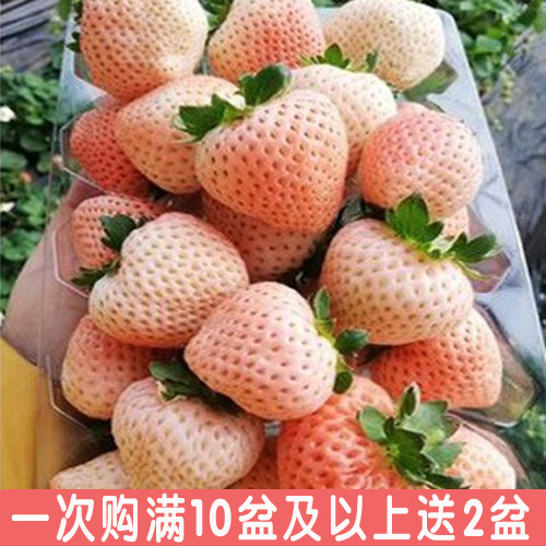 草莓苗盆栽带盆带土奶油桃熏红颜南北方露天秧阳台种植小七草莓苗