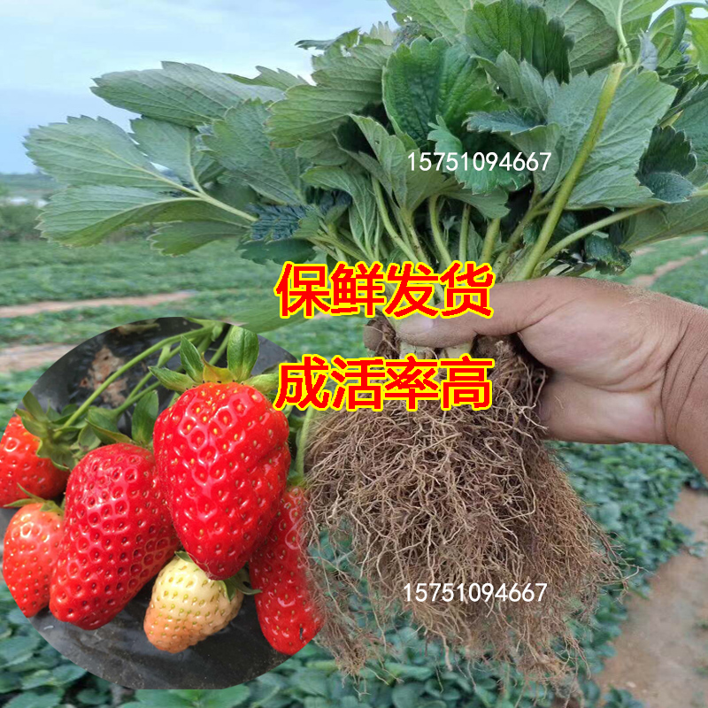 草莓苗奶油红颜草莓秧四季大棚种植甜宝草莓苗裸根当年结果新苗