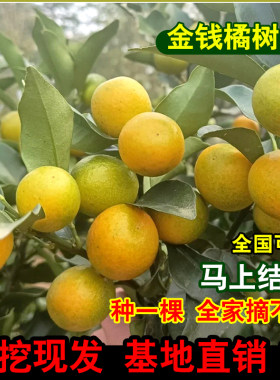 金钱桔树苗果大脆皮橘盆栽