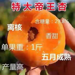 帝王杏树果苗嫁接特大早熟耐寒杏树苗盆栽地栽南北方种植当年结果