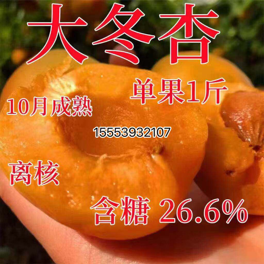 嫁接杏树苗晚熟特大冬杏新品种盆栽大果种植当年结果果树苗杏子