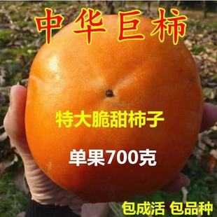 中华巨柿树苗嫁接新品种特大脆甜柿子苗树南北方种植当年结果活苗
