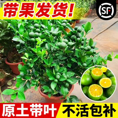 小青柠树苗金桔海南檬盆栽