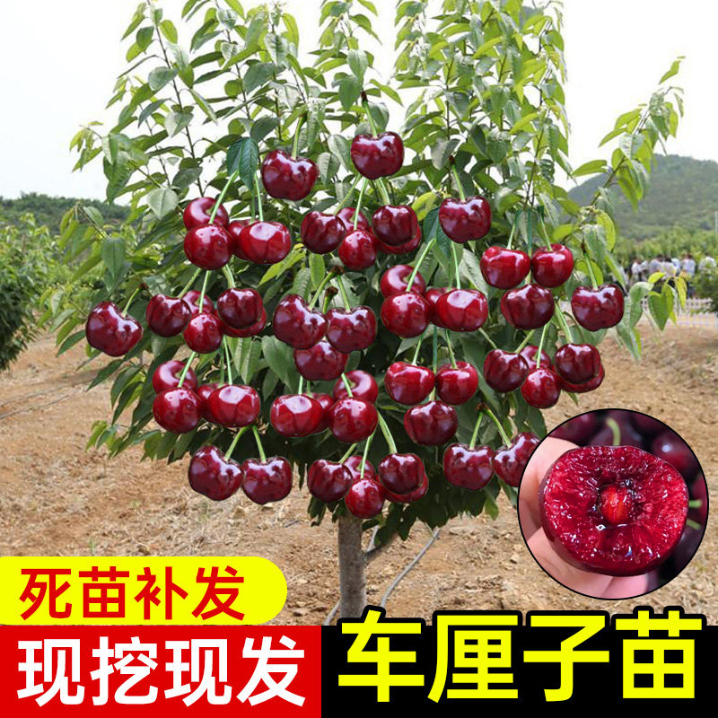 特大车厘子树苗樱桃树苗带土室内盆栽地栽南方北方庭院种植果树苗