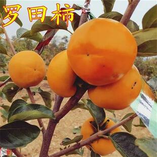 脆柿子树苗甜罗田柿子苗树南方北方地栽种植果树苗当年结果