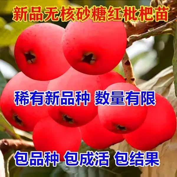 枇杷果苗无核砂糖树籽琵琶嫁