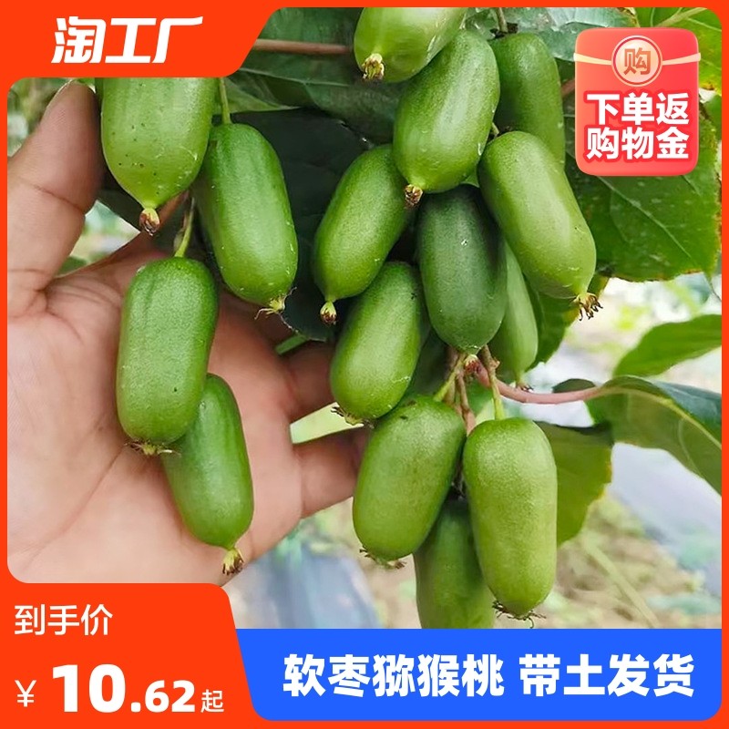 软枣猕猴桃果树苗四季阳台庭院南北方种植盆栽桃树苗当年结果耐寒,鲜花速递/花卉仿真/绿植园艺,果树,淘宝优惠券,粉丝福利购,淘宝优惠卷