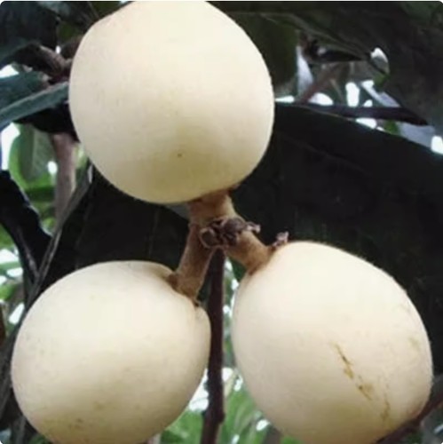 正宗白玉枇杷树苗沙大五星特