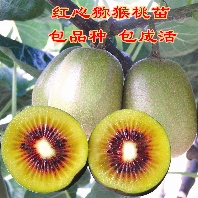 软枣猕猴桃苗树南北方种植