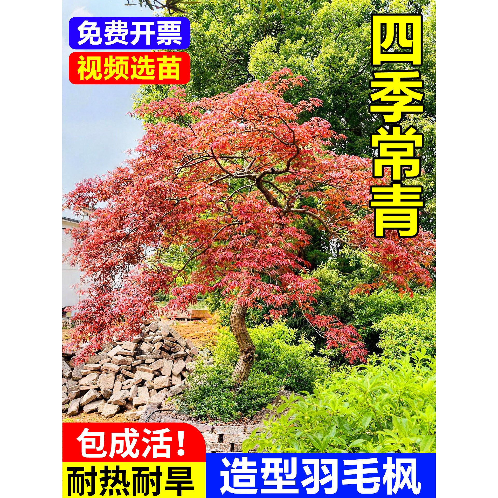 羽毛枫树苗嫁接红枫南北方种植大树苗耐寒庭院盆栽室外原生造景树
