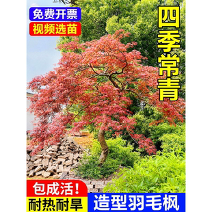 羽毛枫树苗嫁接红枫南北方种植大树苗耐寒庭院盆栽室外原生造景树