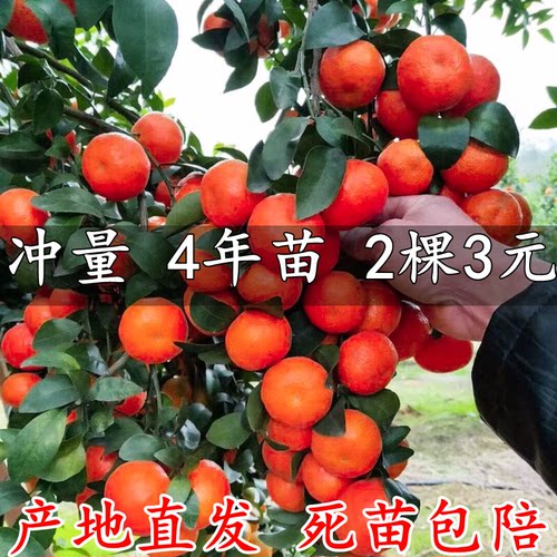 沙糖桔树苗地栽盆南方北种