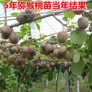 红心猕猴桃苗大果南北方种盆栽地栽黄心软枣猕猴桃树果苗当年结果