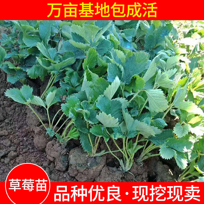 草莓苗四季奶油草莓带土带叶阳台食用当年结果盆栽地栽南北方种植
