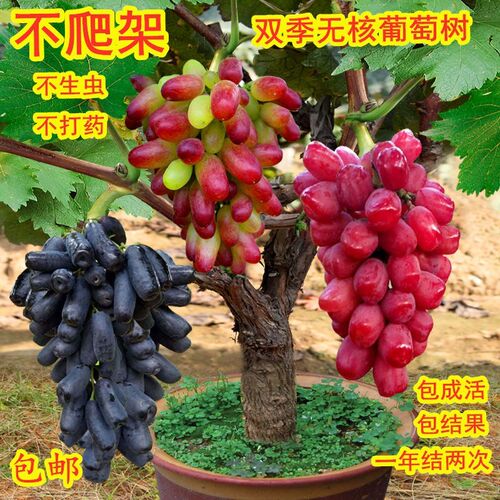 葡萄树苗盆栽一树多果当年结果