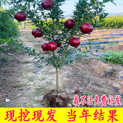 石榴树苗突尼斯软无籽盆栽地