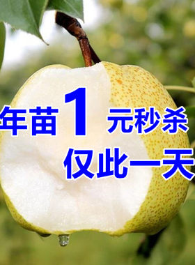 梨树果苗嫁接翠冠砀山子苖地