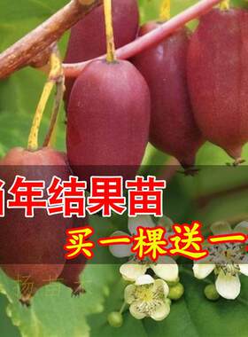 软枣猕猴桃苗自花授粉树果