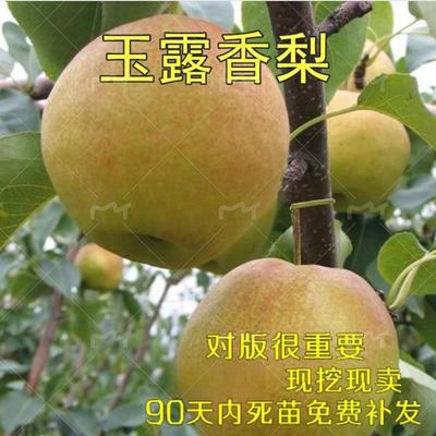 香梨树苗玉露嫁接盆栽地