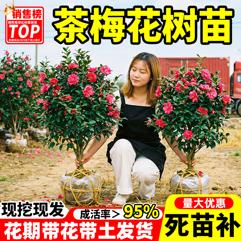 茶梅花树苗四季开花耐寒耐阴茶花庭院别墅园林盆栽工程绿化小苗木