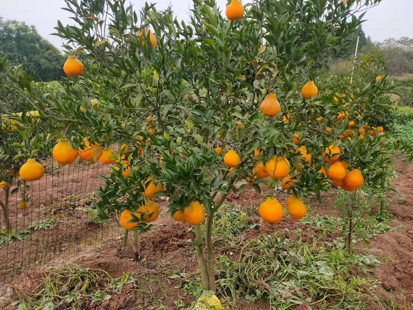 春见耙耙柑树苗嫁接四川粑粑柑桔盆栽地栽苗木趴趴柑橘苗果树果苗