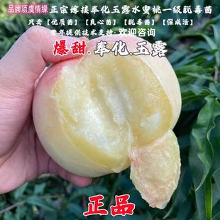 宁波奉化水蜜桃苗 湖景玉露 黄金蜜 桃树苗 当年结果洛洛果苗基地