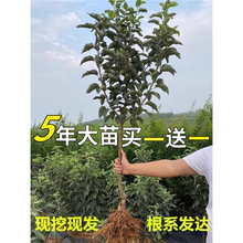 苹果树果苗嫁接红富士冰糖心南方北方种植盆栽地载矮化小苹果树苗