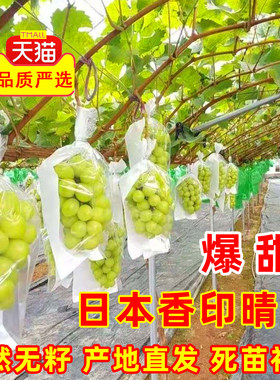 嫁接日本香印晴王葡萄树苖