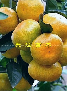早熟蜜桔苗宫川温州橘无籽