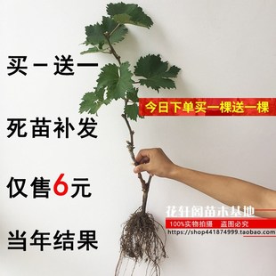 巨峰葡萄树苖当年结果葡萄大果树果苗北南方种植树爬藤苗盆栽地栽