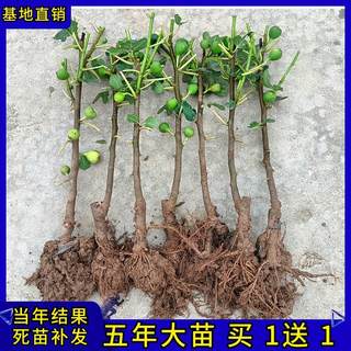 无花果树苗树果苗当年结果盆栽地栽阳台庭院室内外南北方四季种植