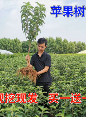 苹果树苗嫁接南方北方种植盆栽地栽冰糖心苹果苗矮化果树当年结果