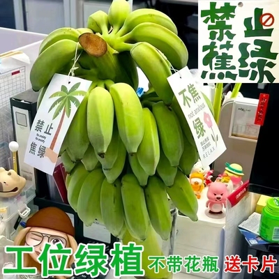 禁止蕉绿桌面摆件盆栽水果办公室水培香蕉小米蕉整串绿植拒绝焦绿