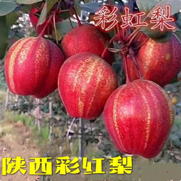 陕西彩虹梨酥脆香甜红梨