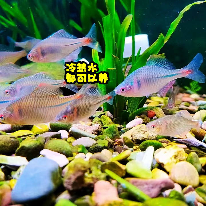 好养淡水观赏鳑鲏鱼七彩石旁皮除鱼