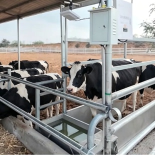 Livestock Ear Tag Weighing System  for Cattle and Sheep