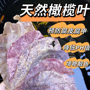 天然橄榄叶鱼缸造景装 饰降酸PH值乌龟榄仁叶懒人叶改善水质黄水