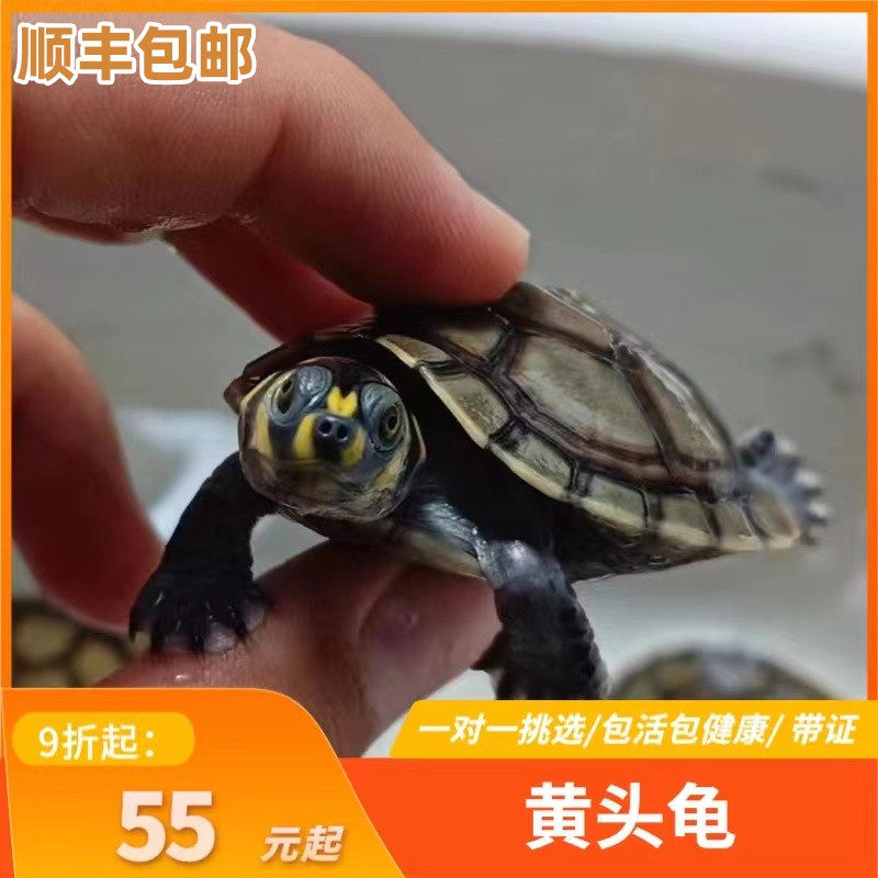 黄头侧颈龟忍者神龟圆澳侧颈龟