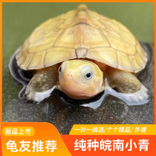 小青皖南龟黄喉拟水乌龟活物石金钱龟苗观赏纯种活体龟三黄可挑选