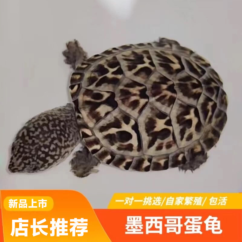 墨西哥蛋龟墨蛋巨蛋大型深水乌龟活物大宠物龟白苗观赏龟蠕虫头纹