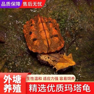 红玛塔 包邮 玛塔龟枯叶树叶龟黑玛塔马塔伪装 龟可拍视频可挑选顺丰