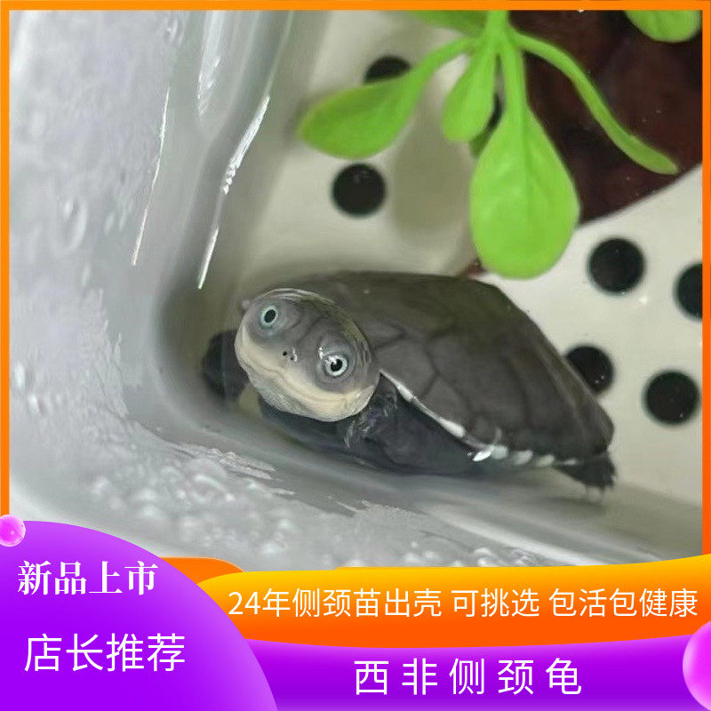 西非侧颈龟苗宠物活体沼泽侧颈龟网红龟微笑宠物造景龟可挑仰泳龟