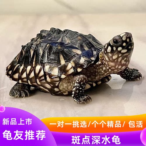 斑点龟满天星深水龟黄头侧颈龟