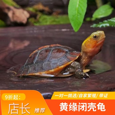 黄缘龟安缘龟苗网红观赏宠物乌龟
