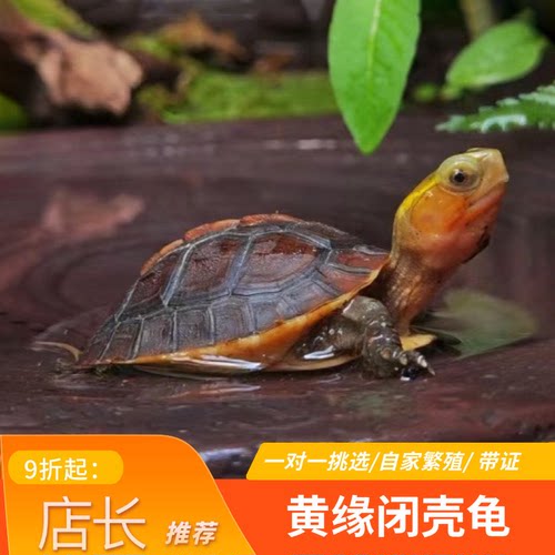 黄缘龟安缘龟苗网红观赏宠物乌龟