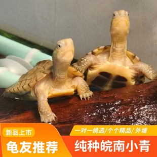 小青龟皖南小青苗乌龟活体发色龟招财龟三黄小青黄喉拟水宠物乌龟