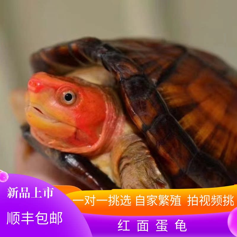 红面蛋龟进口龟苗乌龟鱼缸宠物观赏活体深水龟红面龟蛋发色粮招财