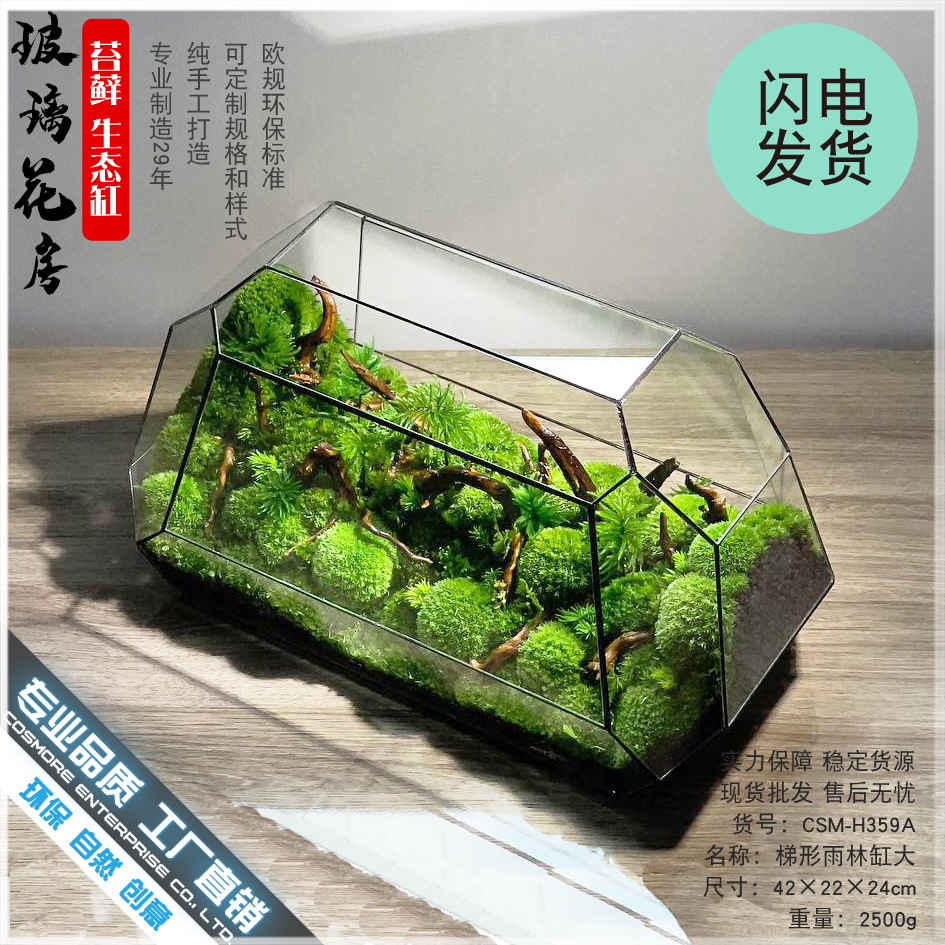 鱼缸桌面苔藓微景观水陆爬宠生态